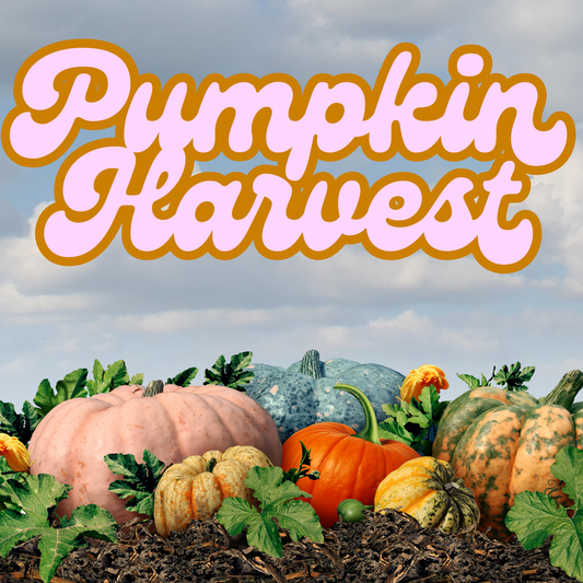 Pumpkin Harvest Prescented Beads