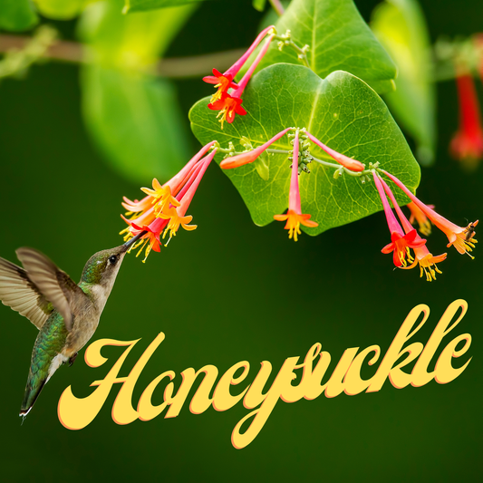 Honeysuckle Prescented Beads