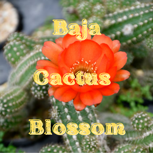 Baja Cactus Blossom Prescented Beads
