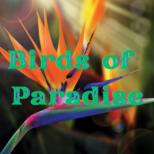Birds Of Paradise Prescented Beads